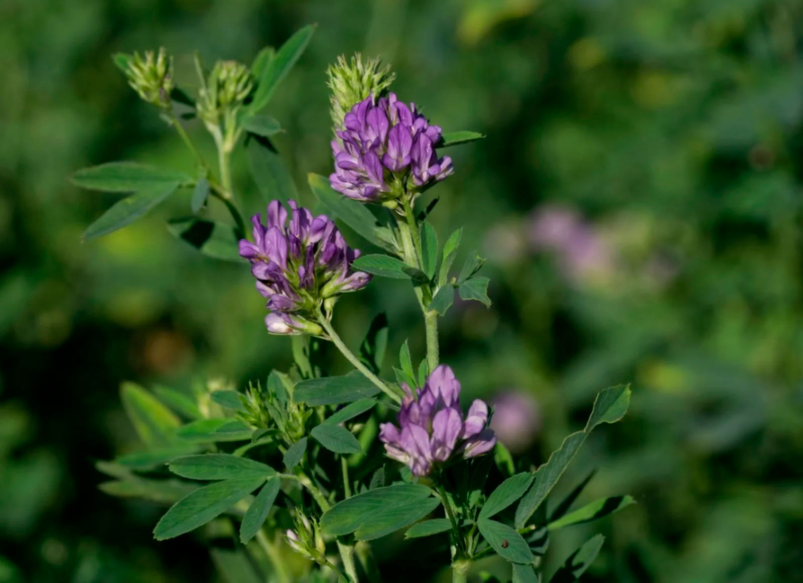 alfalfa