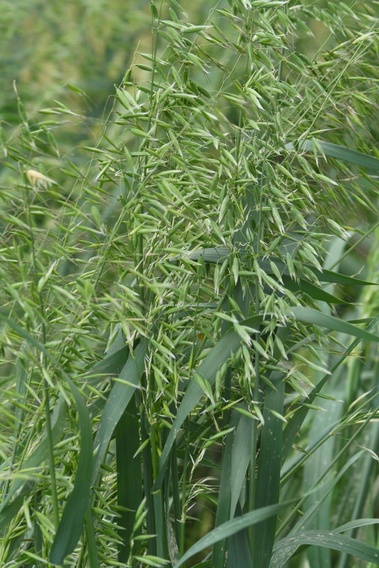 avena amarilla