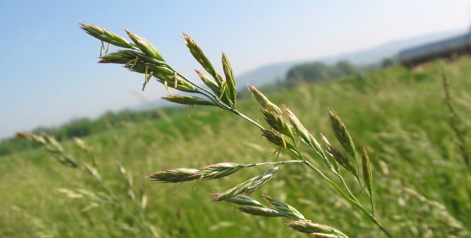 festuca