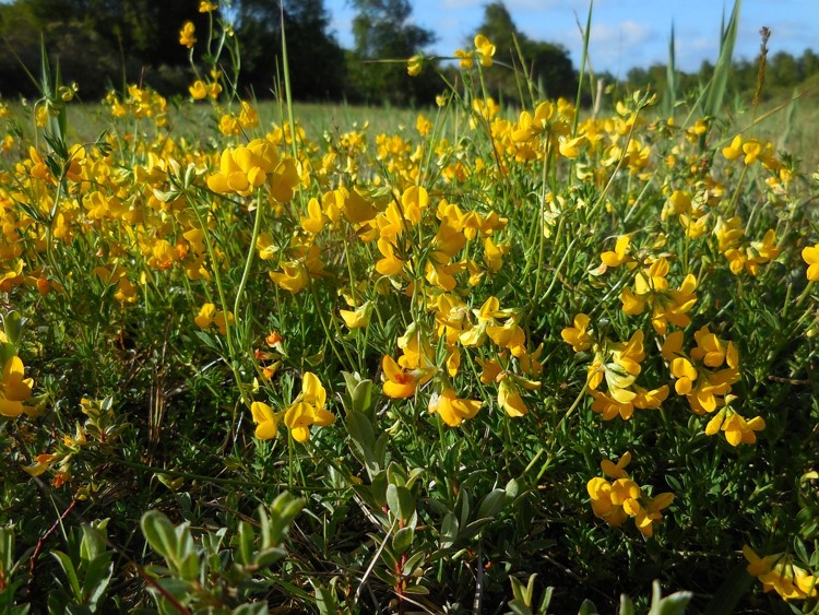 lotus tenuis