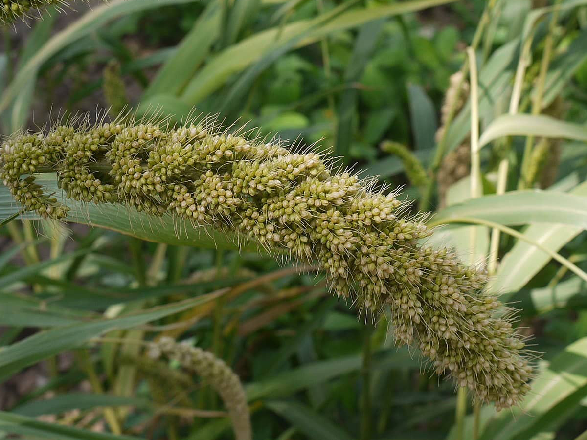 moha