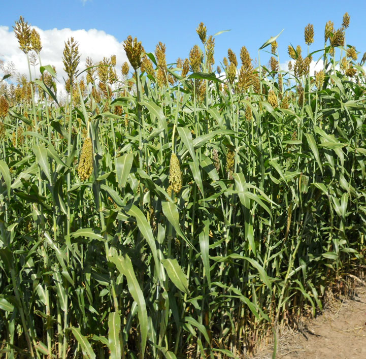 sorgo-silero